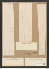 Nitzschia sigma var. consimilis Grun. (de-Toni-Nr.: Genus 47, Species 2099) Zeichnungen Sammlung Grunow Nr. 4182 (NHMW-BOT-W0372074)